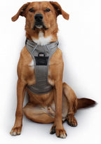 Doggie Design Venture Paw No Pull Dog Harness - Simple Adjustable Puppy Harness - Anti Pull Dog Collar for Walks and Outdoor Adventures - Dried Sage, L