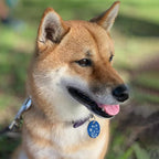 MYLUCKYTAG QR Code Stainless Steel Dog ID Tag - Personalized, Online Pet Profile, Email Location Alert, Durable