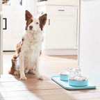 Trot Pets Premium Dog Bowls | Stainless Steel Bowl Set for Small, Medium, or Large Dogs | Non-Slip Food and & Water Slow Feeder | Durable, BPA-Free, Anti-Skid, Dishwasher Safe (Cobalt, Medium)
