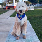 QUMY Dog Shoes for Large Dogs, Medium Dog Boots & Paw Protectors for Winter Snowy Day, Summer Hot Pavement, Waterproof in Rainy Weather, Outdoor Walking, Indoor Hardfloors Anti Slip Sole Khaki 5