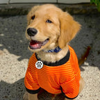 MYLUCKYTAG QR Code Silicone Pet ID Tag Dog Cat Tag, Online Pet Profile, Pet Location Alert Email, Digital Pet Tag, Quiet Dog Tag, Durable Pet ID, Dog Collar Tag, Engraved Pet Tag