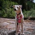 Auroth Tactical Dog Harness for Small Medium Large Dogs No Pull Adjustable Pet Harness Reflective K9 Working Training Easy Control Pet Vest Military Service Dog Harnesses Small, Pink Camo