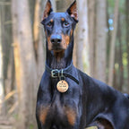 MYLUCKYTAG QR Code Stainless Steel Pet ID Tag - Personalized Online Profile, Location Alert Email, Digital ID, Durable Dog Collar Tag, Engraved