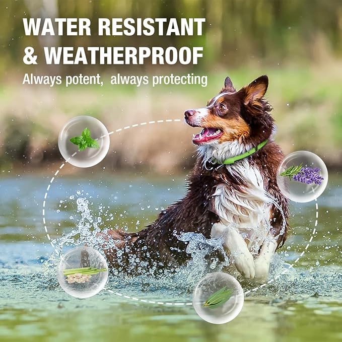 EcoVenger Flea Collars for Dogs & Cats - Flea & Tick Repellent 2-Pack Green. Built-in Pant-Based Formula Strong Repellency Slow Release, Lasting Protection, Pleasant Aroma, Waterproof