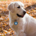 MYLUCKYTAG QR Code Stainless Steel Pet ID Tag - Personalized Online Profile, Location Alert Email, Digital and Durable Dog Collar Tag - Engraved