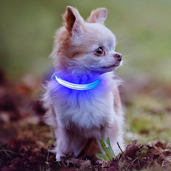 Light Up Dog Collar for Small Dogs, Reflective LED Dog Collar Rechargeable Puppy Collar Glowing Cat Collars Safety Dog Lights for Night Walking (Royal Blue)