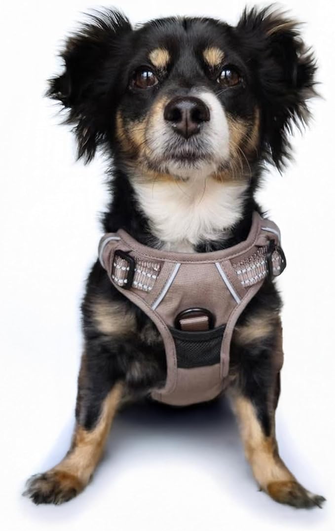 Doggie Design Venture Paw No Pull Dog Harness - Simple Adjustable Puppy Harness - Anti Pull Dog Collar for Walks and Outdoor Adventures - Dried Sage, S