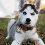 MYLUCKYTAG Stainless Steel QR Code Cat Tags - Online Profile, Scan QR for Instant Pet Location Alerts