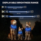 Light Up Dog Collar, Adjustable USB Rechargeable Glow in Dark Dog Collar ，Waterproof Dog Collars for Large Dogs (Blue, Large)
