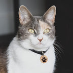 MYLUCKYTAG Stainless Steel QR Code Cat Tags - Online Profile, Scan QR for Instant Pet Location Alerts