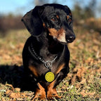 MYLUCKYTAG QR Code Silicone Pet ID Tag for Dogs and Cats - Online Profile, Location Alert Email, Digital Tag, Quiet and Durable Collar Tag, Engraved