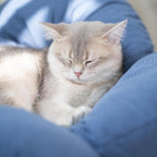 CHEERHOME PETS Elevated Cat Bed Wooden with Cushion Fluffy Pet Couch Sofa for Indoor Cats Raised Kitty Lounge Chair Suitable for Puppy, Cat Furniture(Deep Blue)