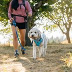 Ruffwear, Swamp Cooler Dog Harness, Lightweight with Evaporative Cooling for Hot Weather, Graphite Gray, Large/X-Large