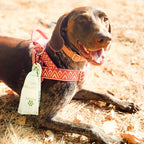 Pawtria Certified Home Compostable Dog Poop Bags (120) + Pink Poop Bag Carrier, Biodegradable Poop Bags, Vegetable Starches, Leak proof Dog Waste Bags, Light-weight silicone made bag carrier