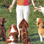 Dog Toys for Aggressive Chewers, 2 Pack Nylon Durable Dog Bones with Real Beef Flavor for Large/Medium/Small Breeds Pet Chew Toys