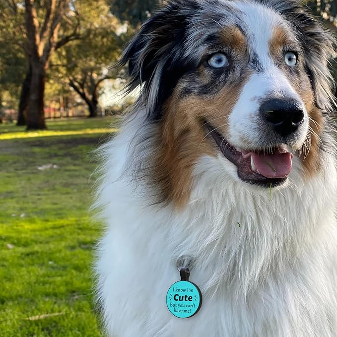 MYLUCKYTAG QR Code Silicone Dog Cat Tag - Online Pet Profile, Location Alert Email, Digital Pet ID, Quiet, Durable