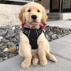 rabbitgoo Dog Harness No Pull with 2 Leash Clips, Adjustable Soft Padded, Reflective Oxford No Choke Pet Vest with Easy Control Handle for Small Dogs, Black, S