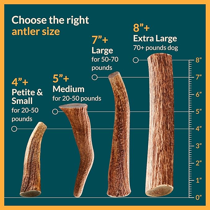 100% Natural - Elk Antlers for Dogs - Naturally Shed in USA - Dog Antler Chews for Medium Breeds - Natural, Long-Lasting Treats for Aggressive Chewers - Dog Chews - No Smell & No Mess - Medium