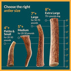100% Natural - Antlers for Dogs - Naturally Shed in USA - Grade A Long Lasting Chew for Aggressive Chewers - Elk Antlers Dog Antler Chews - Real, Healthy Treats & Toys - No Odor & No Mess - Small
