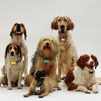 100 Pcs Blank Dog Tags for Engraving 38mm Pet ID Tags Aluminum Bone Shape Name Tag Colorful Double Stamping Dog Cat Phone Number Tag Collar Pendants with Hole