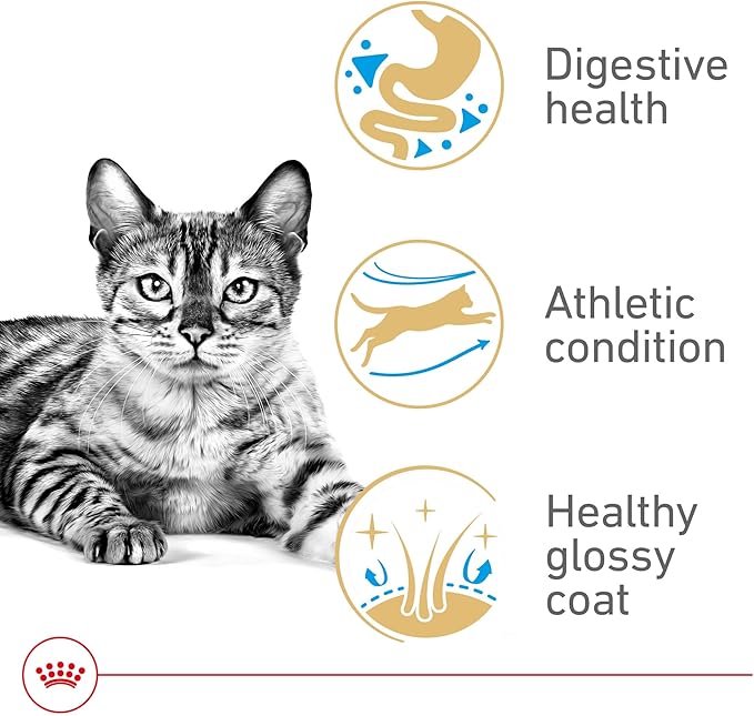 Royal Canin Feline Breed Nutrition Bengal Adult Dry Cat Food, 7 lb Bag