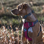 Embark Adventure Dog Harness, Reflective Trim No Pull Dog Harness Medium Sized Dogs - Military Grade Nylon, Front Clip with Gel Lined Handle.