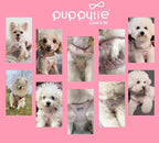 Puppytie No Pull xs Dog Harness with Multifunction Dog Leash,Soft Adjustable No Choke Escape Proof Pet Harness Vest,Glossy Pink,XS