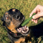 Nylabone Nutri Dent Dog Dental Treats - Natural Dog Teeth Cleaning & Breath Freshener - Dental Treats for Dogs - Fresh Breath Flavor, Large (20 Count)