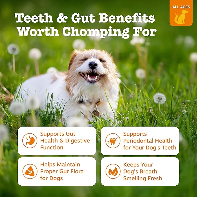Zesty Paws OraStix for Dogs - Probiotic Sticks with Hemp Seed Curcumin Ginger Root Taurine - Supports Gut Function Flora Immune System Proprietary Healthy Teeth Gum Blend - 25oz