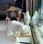 Sunhoo Ceramic Elevated Cat Bowls Raised Puppy Dishes for Food and Water Tilted Wooden Stand for Indoor Cats 5.5 inch Wide Double Dish Orthopedic Reduces Vomiting (Wood Color)