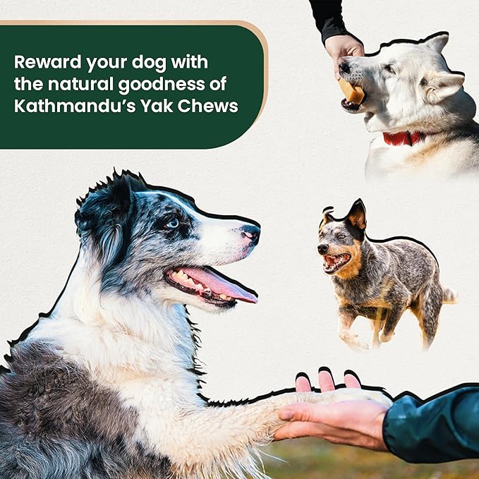 100% Natural Himalayan Yak Cheese for Dogs - Mega (Pack of 5) - Sourced from Pristine Himalayan Foothill, Rawhide-Free, NO preservatives