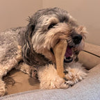 SPOT Dura-Fused Leather Small Bone Dog Toy – Durable Chew Toy with Real Leather & Jute, Squeaker, and Double-Stitched Seams for Moderate Chewers, Small & Medium Dogs, 7in