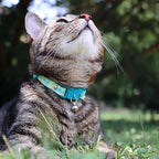 Kittyrama Botanicals Jungle Kitten Collar. Award Winning. Hypoallergenic, Quick Release Breakaway, Comfy & Soft. Vet Approved. Other Styles Available