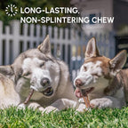 Downtown Pet Supply 6-inch Bully Sticks for Dogs, Pack of 48 - Single Ingredient, Nutrient-Rich and Odor Free Bully Sticks for Dogs - Rawhide Free Dog Chews Long Lasting and Non-Splintering