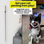 Forever Stick 2 Pack - The Unbreakable Cat Toy Wand, Extra Long Durable Interactive Cat Toy for Indoor Cats, Feather Kitten Toys for Bored Indoor Adult Cats, Bird Teaser Cat Accessories