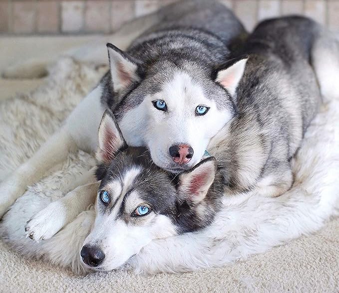 PupRug Orthopedic Dog Bed for Large Dogs with Fluffy Soft Faux Fur and Memory Foam for Joint Pain Relief, Machine Washable and Waterproof Couch Bed, White, Extra Large
