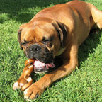 Pawstruck All-Natural 6" Bully Stick Springs for Dogs - Fun, Challenging, Rawhide-Free, 100% Beef, Single Ingredient Chew Bones - Fully Digestible, Low Odor - 3 Pack - Packaging May Vary