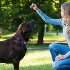 Mile High Life Dog Collar | Nylon Reflective Dog Collars | Light Weight Puppy Collars | Purple Dog Collars for Large Dogs (Purple, Large)