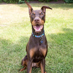 QR Dog Tags Personalized for Pets Custom Dog Tags Dog Name Tag QR Code Pet Tags Smart Pet ID Tags Free Online & Scan QR Receive Instant Pet Location Alert Email