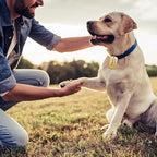 Frienda 60 Pieces Colorful Blank Dog Tags Hand Personalized Blank ID Tags Aluminum Round Dog Bone Shape Pet ID Stamping Discs with Hole for Cats Pets Name Craft