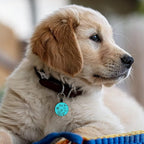 MYLUCKYTAG QR Code Silicone Dog & Cat ID Tag - Online Pet Profile, Location Alert Email, Digital Pet Tag - Quiet & Durable