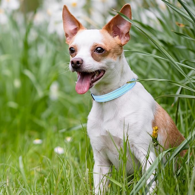 Mile High Life Nylon Night Light Glow Collar, Reflective Light Up Dog Collar, Fluorescent Self-Luminescent Strap for Small Medium Large Dogs (Blue, S Neck11-15")