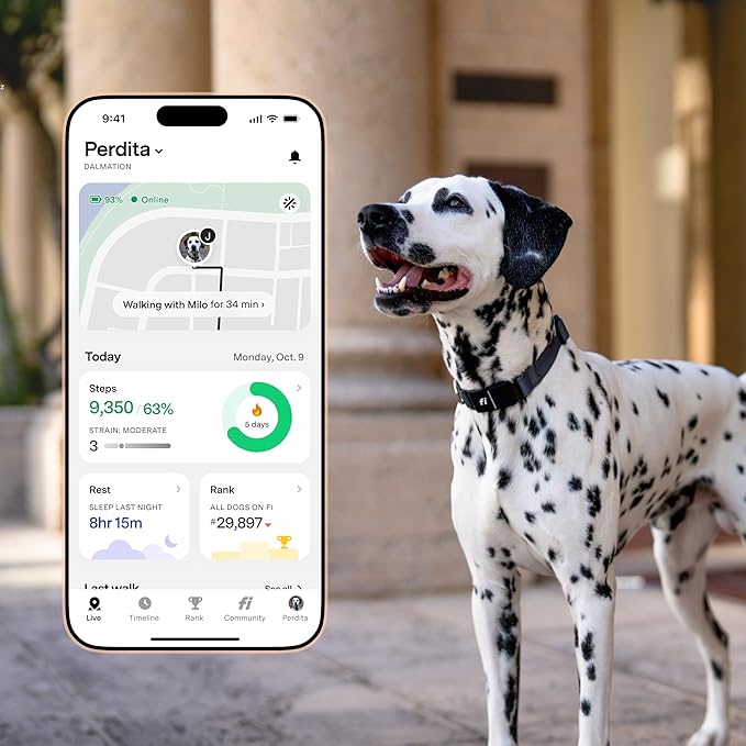 Fi Series 3+ Smart Dog Collar - GPS Dog Tracker and Activity & Fitness Monitor, Waterproof, LED Light, Escape Alerts, Nationwide Coverage [Free 6 Month Membership] (Gray, Small)
