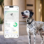 Fi Series 3+ Smart Dog Collar - GPS Dog Tracker and Activity & Fitness Monitor, Waterproof, LED Light, Escape Alerts, Nationwide Coverage [Free 6 Month Membership] (Gray, Medium)