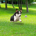 Dog Balls 2.5 Inch, Indestructible Dogs Tennis Balls 6 Pack for Aggressive Chewers, Durable Bouncy Floating Interactive Dog Toys for Large and Medium Dogs, Packed in Mesh Bag (ETPU Material)