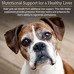 Rx Vitamins Liquid Hepato Support for Dogs & Cats - Liver Support Supplement with Milk Thistle for Dogs (Silymarin & Silybinin) and Vitamin B - Bacon Flavor (4oz)