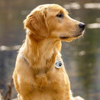 MYLUCKYTAG QR Code Stainless Steel Dog ID Tag, Digital Pet Profile, Location Alert Email, Engraved Dog Collar Tag