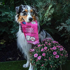 Polkadog Turkey & Cranberry Wonder Nuggets Dog Treats – All-Natural Pet Training Treats for Dogs – Healthy, Handmade Puppy Snacks – Bite-Sized, Soft, Chewy Treats for Pets – 10 oz