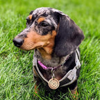 MYLUCKYTAG QR Code Stainless Steel Dog ID Tag, Personalized, Online Pet Profile, Pet Location Alerts