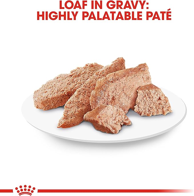 Royal Canin Feline Breed Nutrition Persian Adult Loaf in Sauce Cat Food, 3 oz (Pack of 24)